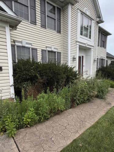 Shrub Trim & Mulch before Samscaped